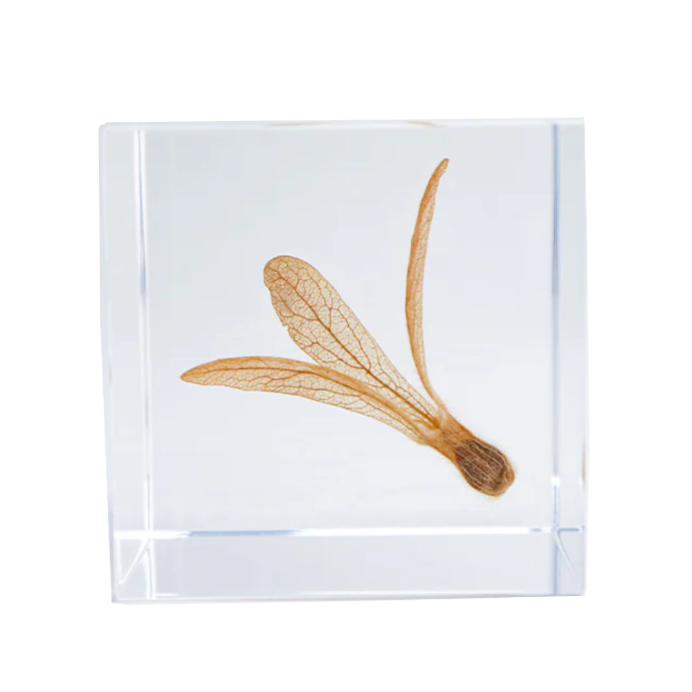 Botanical Acrylic Cube-Japan-Best.net-Ant Tree-Japan-Best.net