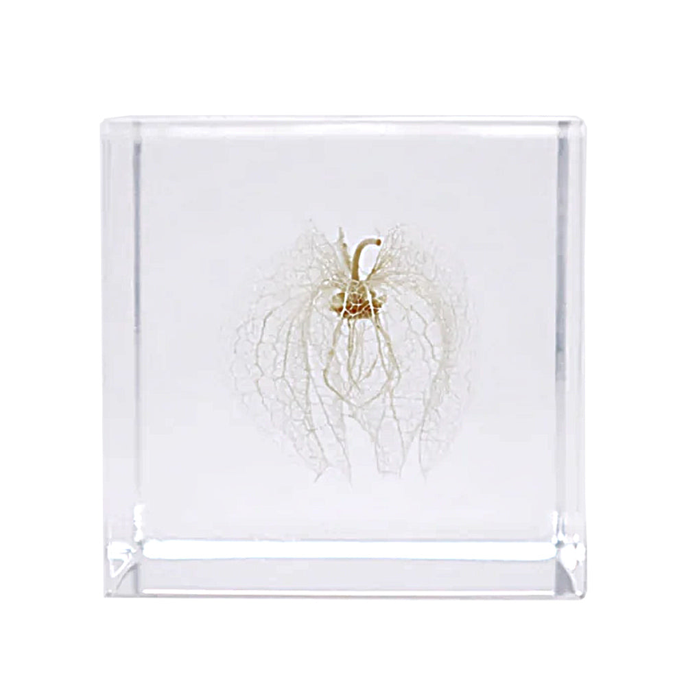 Botanical Acrylic Cube-Japan-Best.net-Apple of Peru-Japan-Best.net