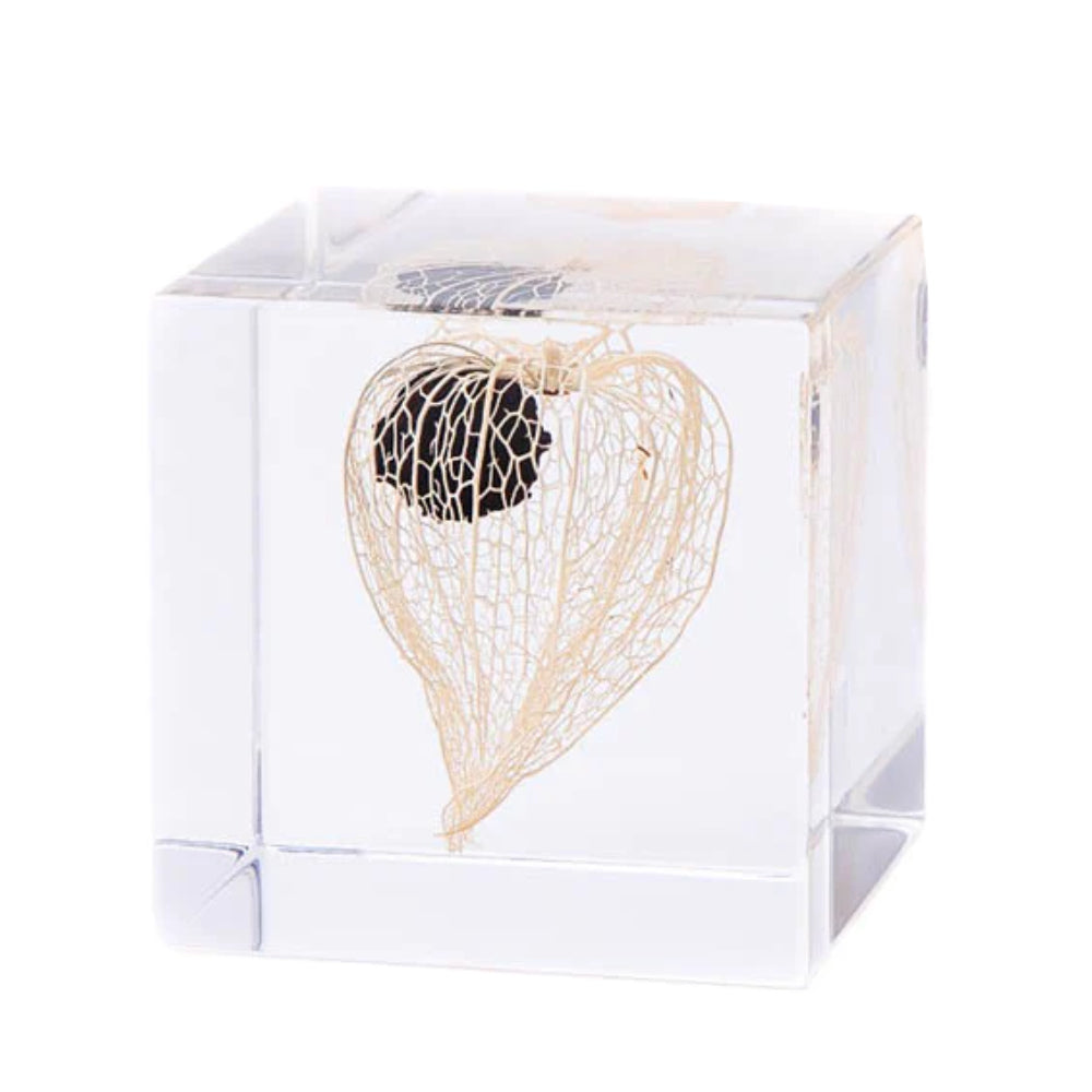 Botanical Acrylic Cube-Japan-Best.net-Chinese Lantern-Japan-Best.net