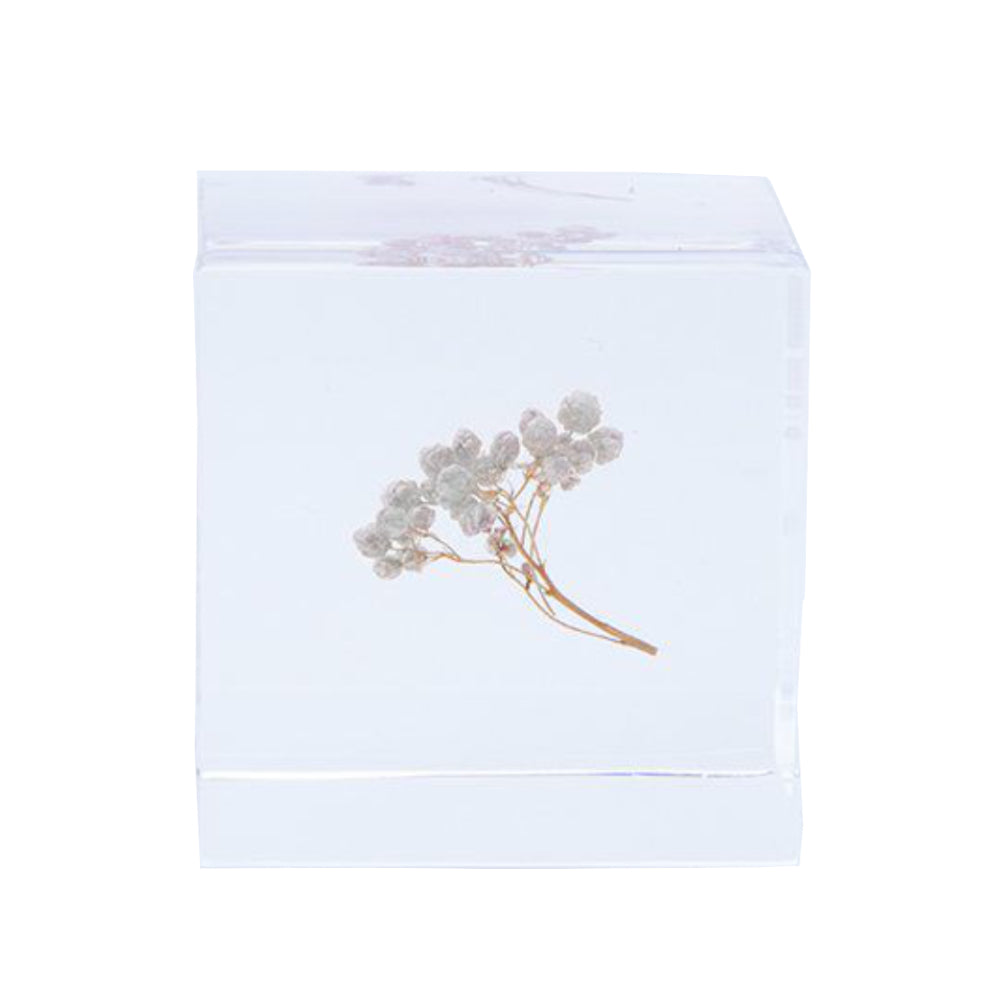 Botanical Acrylic Cube-Japan-Best.net-Rice Flower-Japan-Best.net