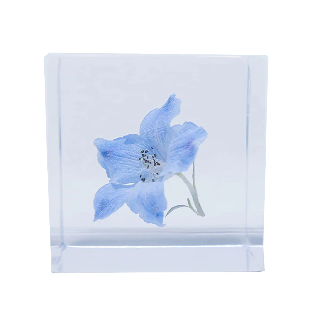 Botanical Acrylic Cube-Japan-Best.net-SIberian Larkspur-Japan-Best.net