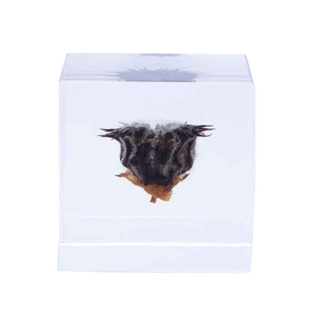 Botanical Acrylic Cube-Japan-Best.net-Velvet Leaf-Japan-Best.net