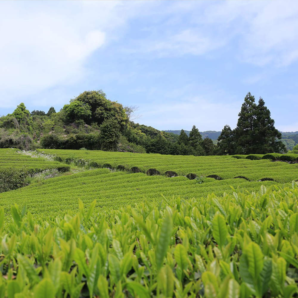 Premium Cold-Brewed Organic Single Origin Tea-www.Japan-Best.net-Sencha - Green-Japan-Best.net