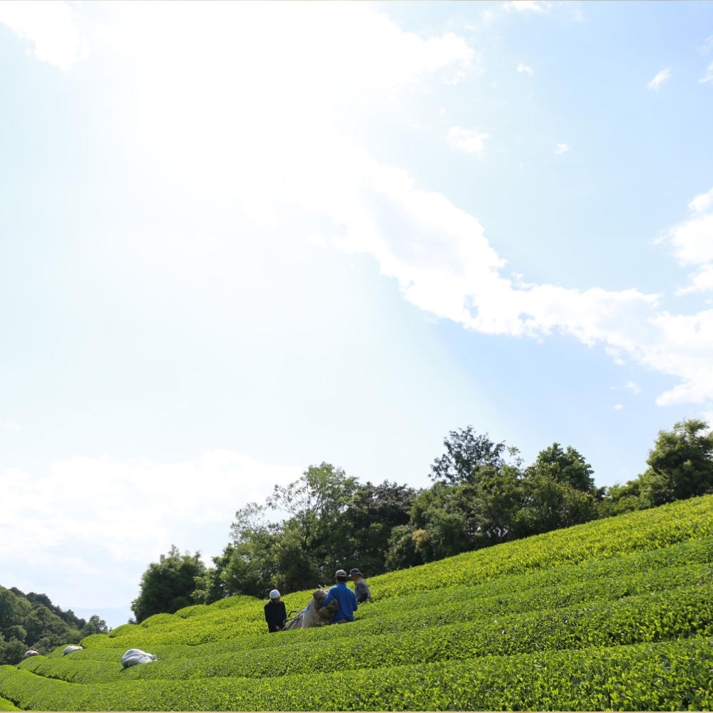 Premium Cold-Brewed Organic Single Origin Tea-www.Japan-Best.net-Sencha - Green-Japan-Best.net